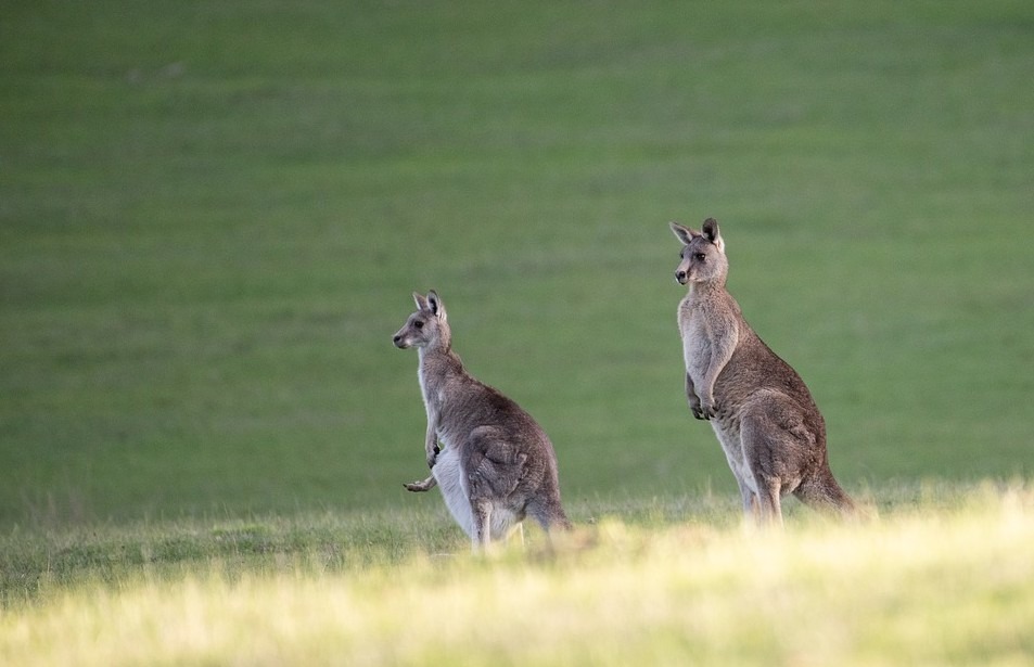 Kangaroo Leather items are famous all over Australia and abroad