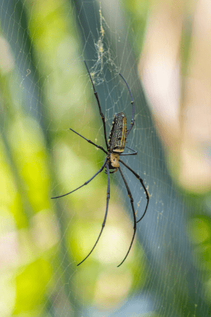 black-and-yellow-spider-on-web-in-close-up-photography