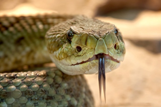 Venomous Snakes