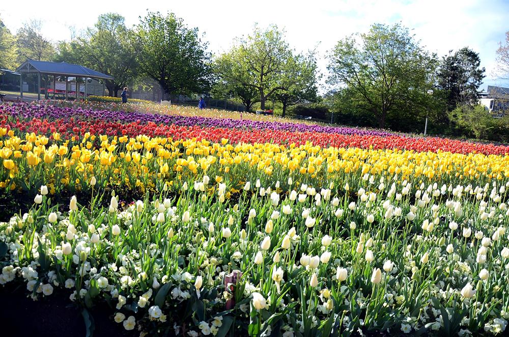 Floriade flower festival held in Canberra in 2013