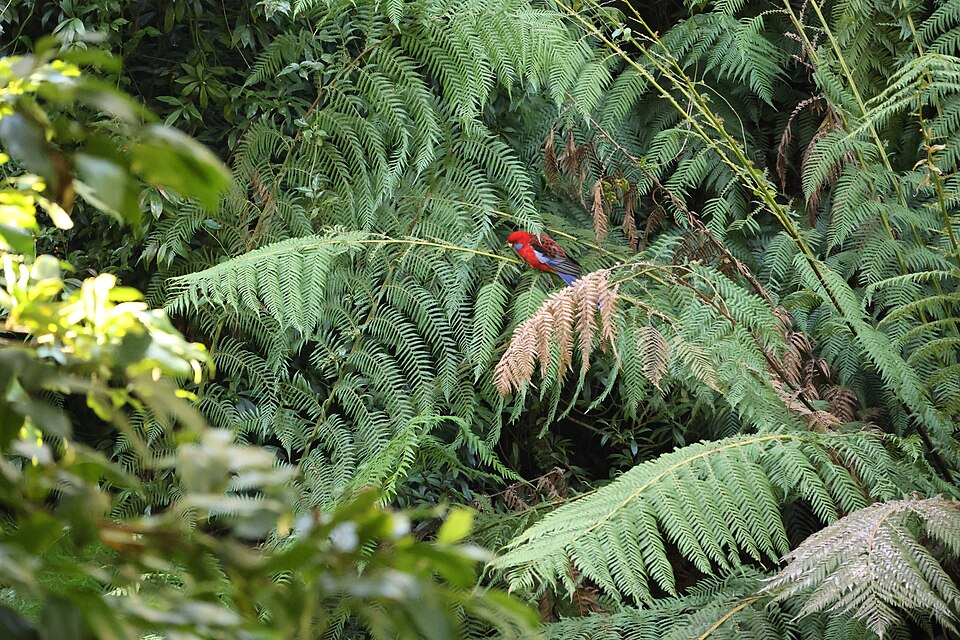 National Botanical Gardens Canberra