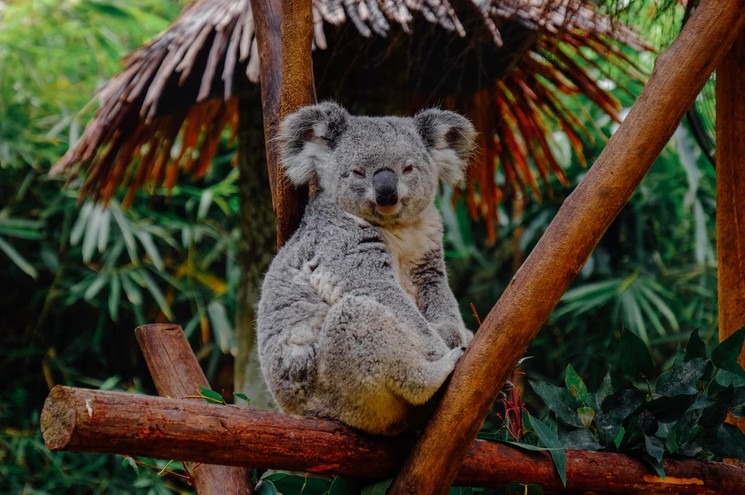 The History of Koalas