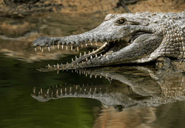 Crocodiles
