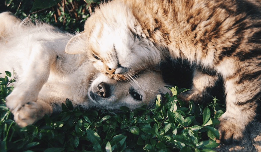 cat snuggling with dog on grass