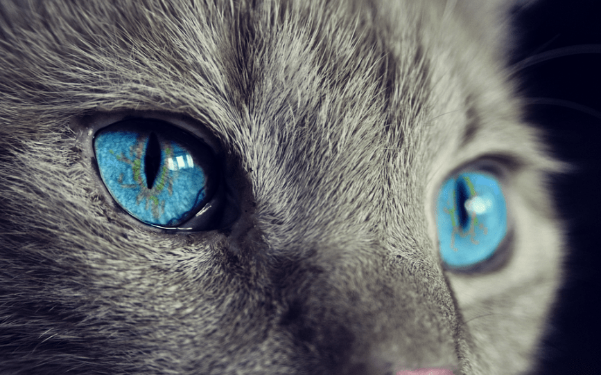 cat with bright blue eyes and a grey fur