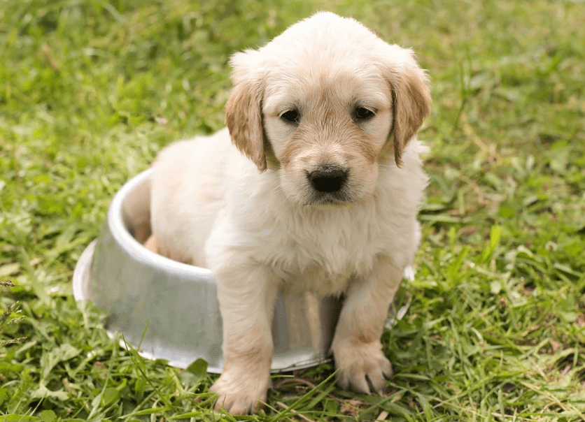 golden retriever puppy in a food bowl, grass