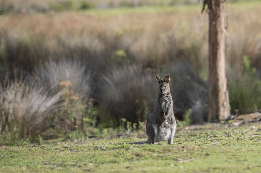 a kangaroo standing in a grassland