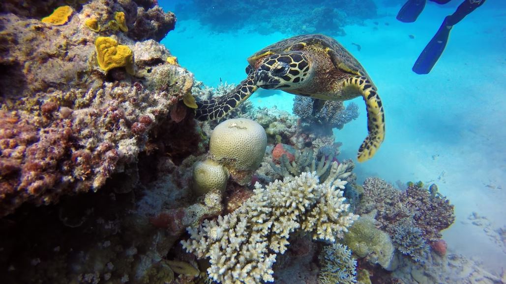 The Great Barrier Reef