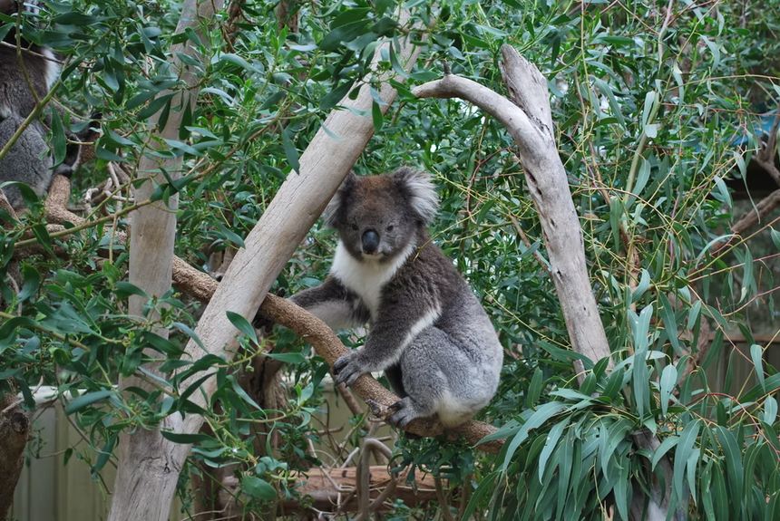 Cleland Wildlife Park
