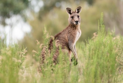 Kangaroos in Australia