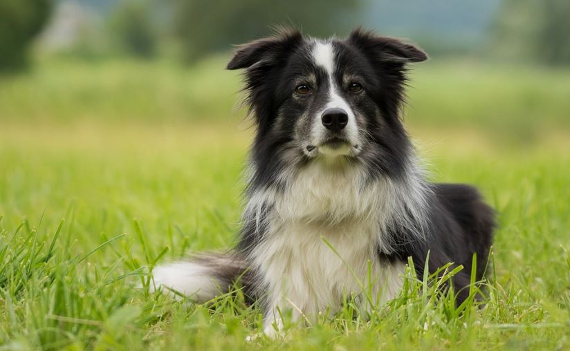 Border Collie on the grass