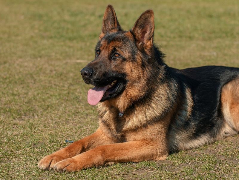 German Shepherd with a beautiful coat