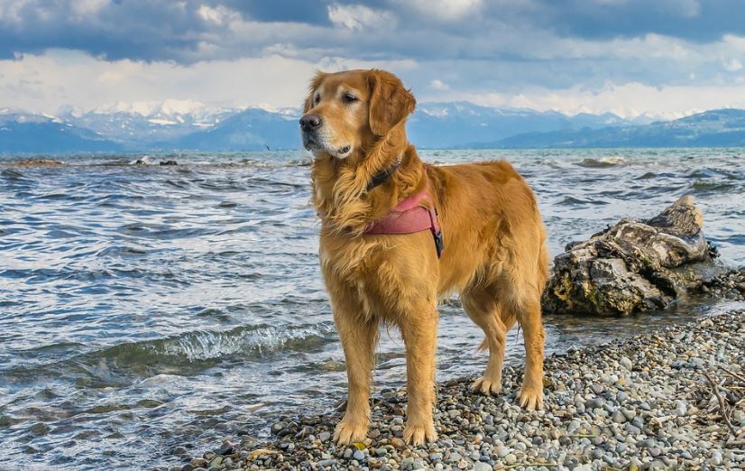 Golden Retriever in a lake