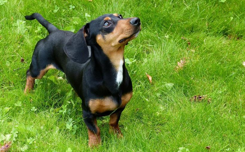 black dachshund