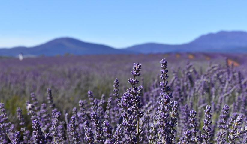 lavender fields in Australia