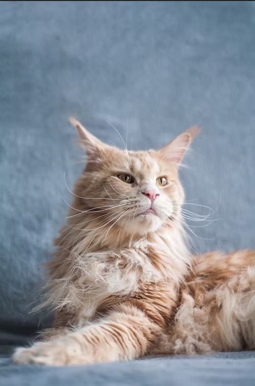 Maine Coon Cat 