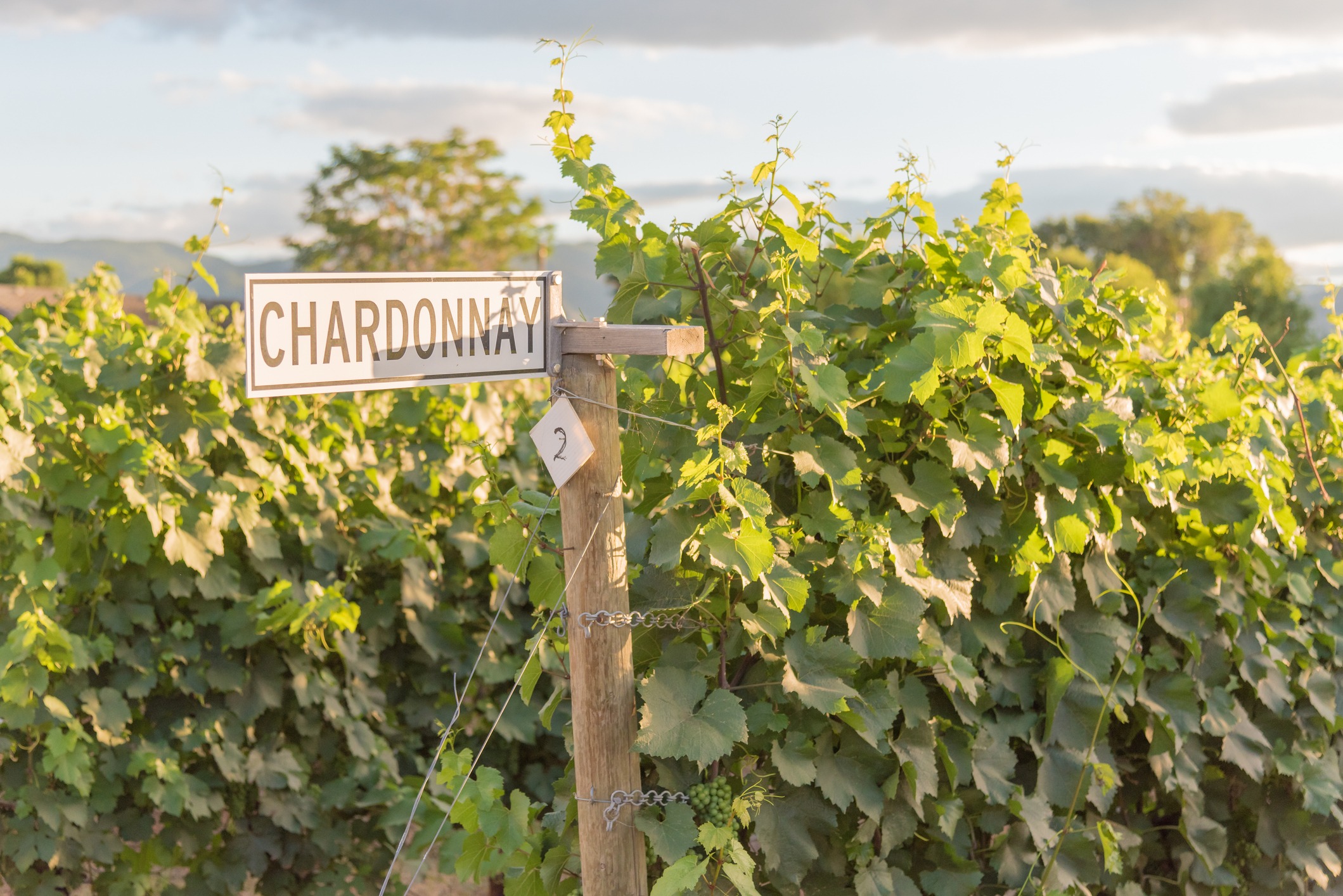 chardonnay-sign-on-post-with-grapevines-in-vineyard