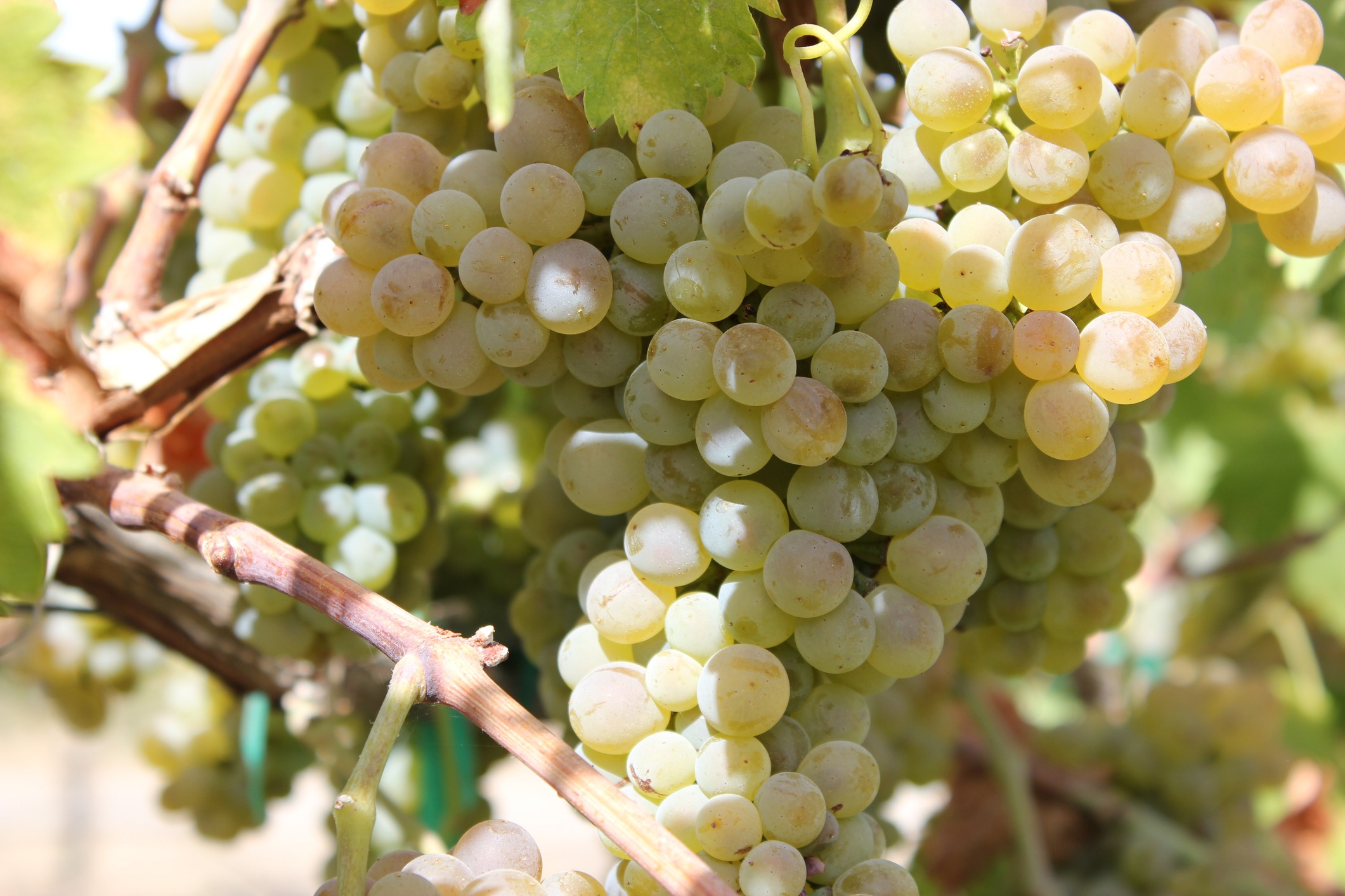 cluster-of-white-wine-grapes-on-vine