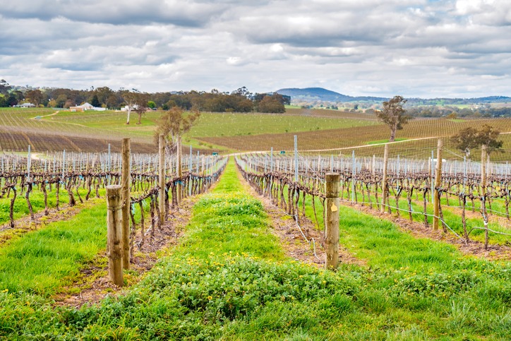 wine-valley-in-adelaide-hills