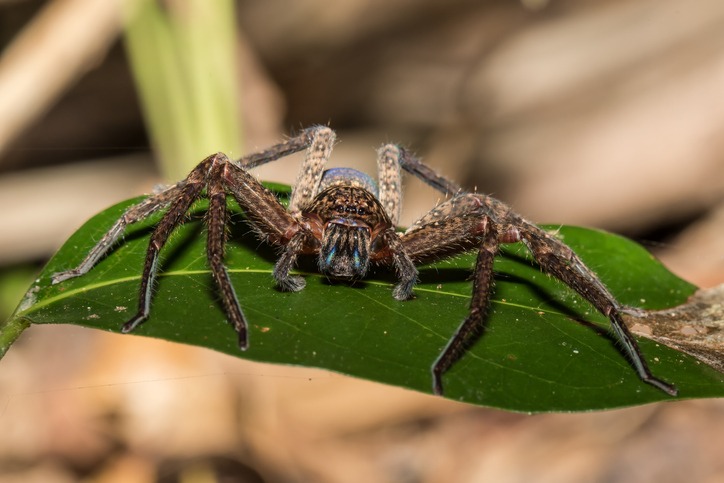 Huntsman spiders